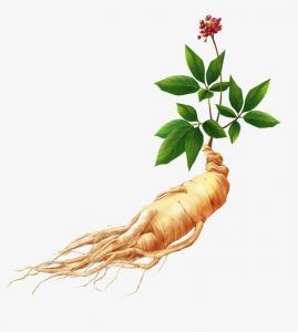 Sâm ngọc linh - cây "thuốc giấu" của đồng bào dân tộc Xơ Đăng Bắc Tây Nguyên 2 6c1395ae8a61928931ccccf4584332d6