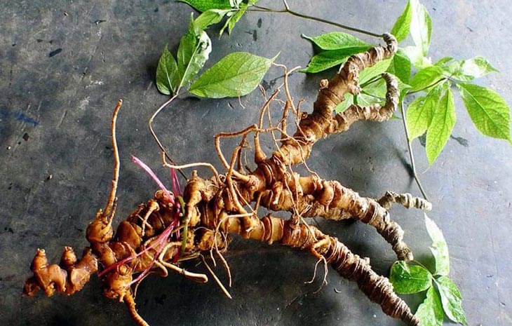 Bệnh thối rễ vàng lá gây hại trên cây Sâm Ngọc Linh 1 sam ngoc linh 2