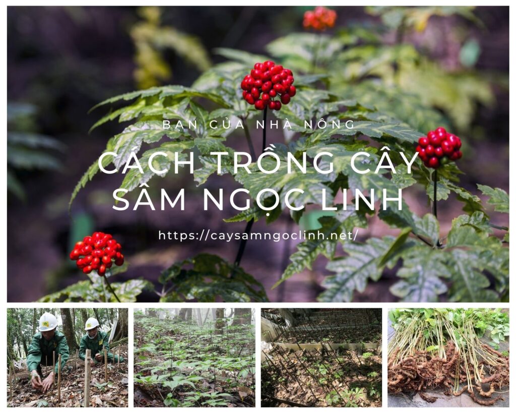 cach-trong-sam-ngoc-linh