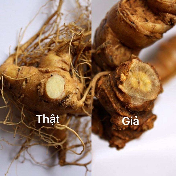 cu-sam-ngoc-linh-that-va-gia