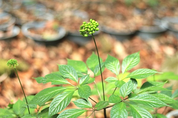 la-sam-ngoc-linh-co-tot-khong
