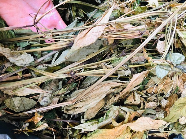 la-sam-ngoc-linh-kho