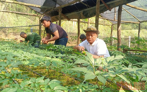 mo-hinh-trong-sam-ngoc-linh-son-la