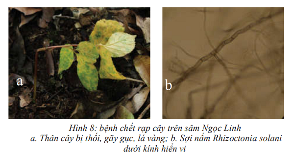 benh-chet-rap-cay-con-sam-ngoc-linh