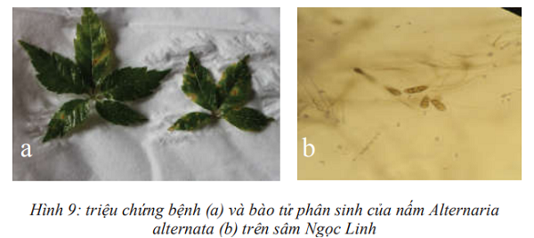 benh-dom-vong-tren-sam-ngoc-linh