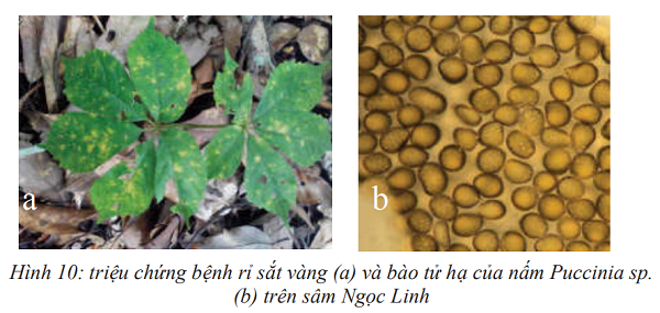 benh-gi-sat-tren-sam-ngoc-linh