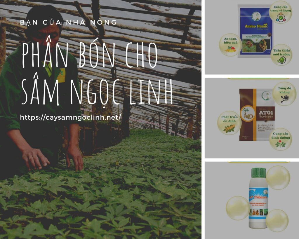 cac-loai-phan-bon-sinh-hoc-cho-sam-ngoc-linh