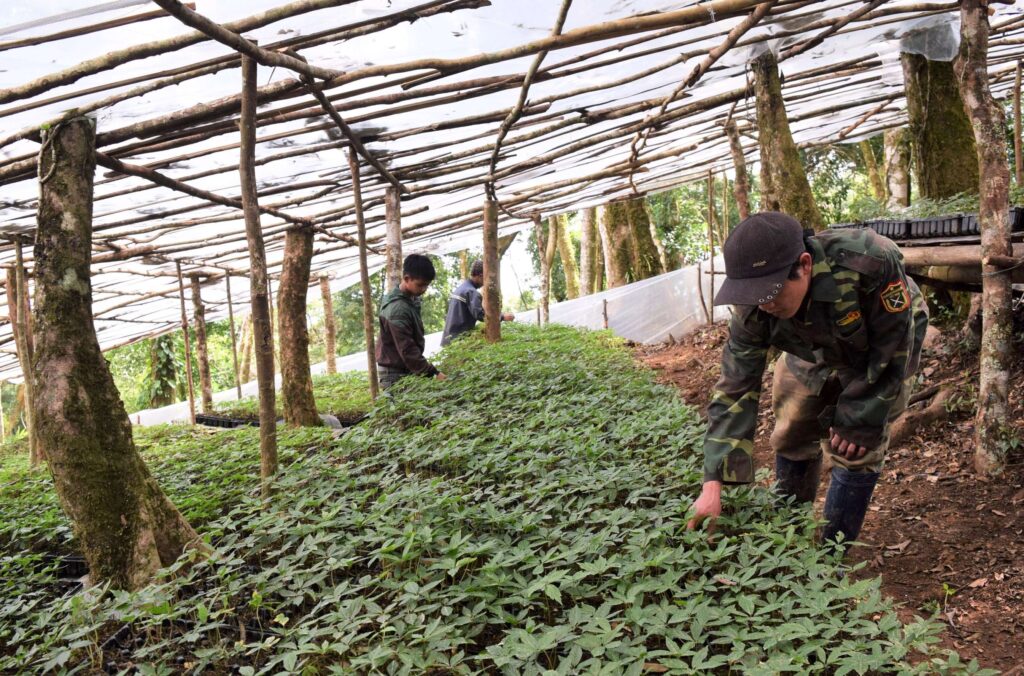 huong-dan-cach-cham-soc-sam-ngoc-linh