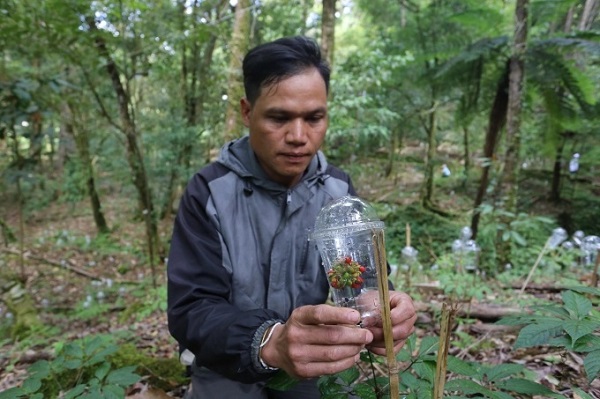 ky-thuat-cham-soc-sam-ngoc-linh